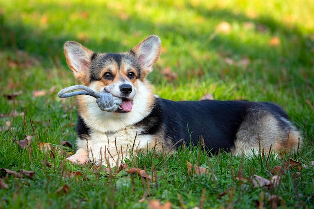 Welsh Corgi in campo gioca con la palla. Avvicinamento