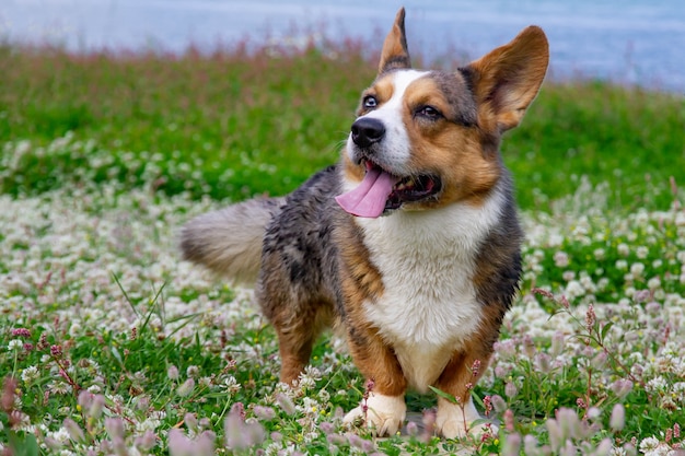 Welsh Corgi in piedi nell'erba