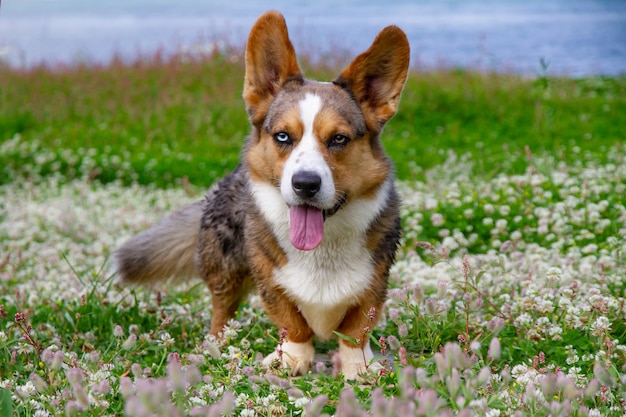 Welsh Corgi in piedi nell'erba