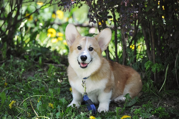 Welsh Corgi Pembroke al guinzaglio