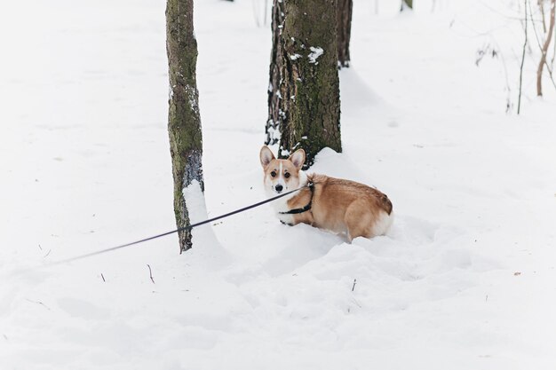 Welsh Corgi Pembroke cane al guinzaglio passeggiate all'aperto nel parco invernale