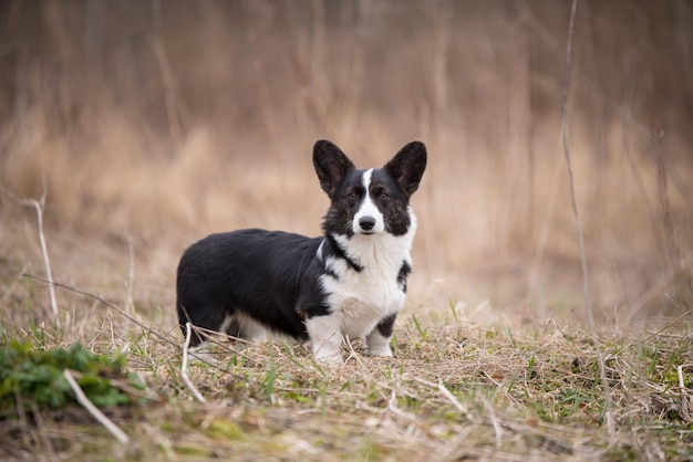 Welsh corgi pembroke cane sull'erba fuori