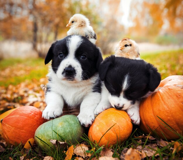 Welsh corgi Pembroke cuccioli con pulcini