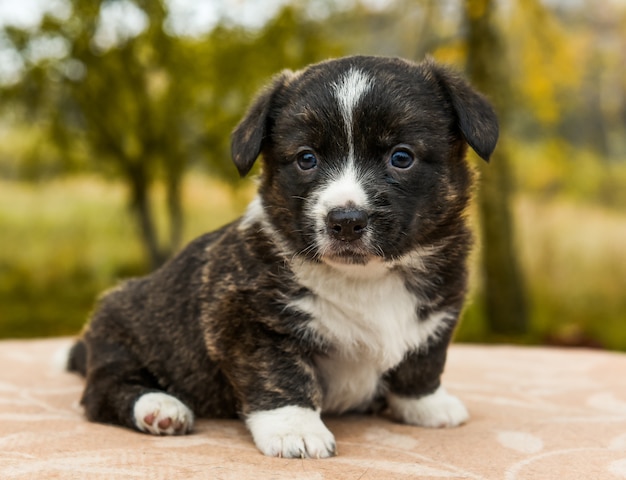 Welsh corgi pembroke cucciolo di cane in posa all'esterno