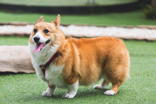 Welsh Corgi Pembroke dog