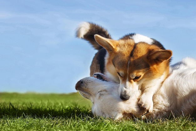 Welsh Corgi Pembroke e Golden Retriever che giocano in giardino sull'erba verde