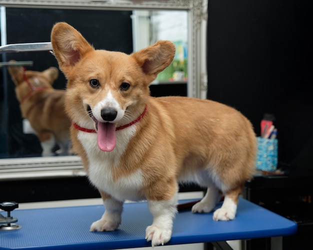 Welsh corgi Pembroke sul tavolo da toelettatura dopo aver rifilato davanti allo specchio