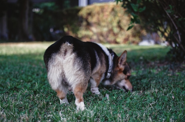 Welsh Corgi Pembroke tricolore nel parco, un piccolo cane purosangue sdraiato sull'erba