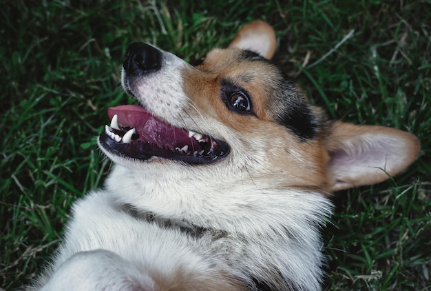 Welsh Corgi Pembroke tricolore nel parco, un piccolo cane purosangue sdraiato sull'erba