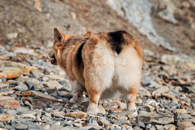 Welsh Corgi Pembroke tricolore sulla spiaggia vista posteriore del sedere peloso