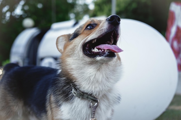 Welsh Corgi Pembroke tricolore, un piccolo cane dalle orecchie con pedigree