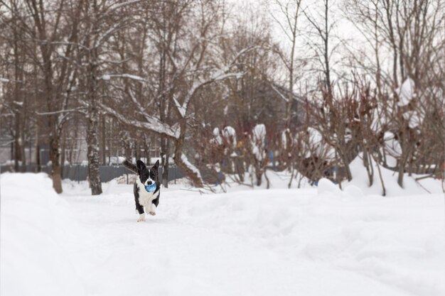 Welsh Corgi Pembroke Un cane di razza che gioca in inverno Temi animali Animali domestici