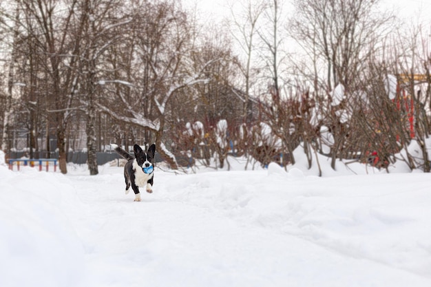 Welsh Corgi Pembroke Un cane di razza che gioca in inverno Temi animali Animali domestici