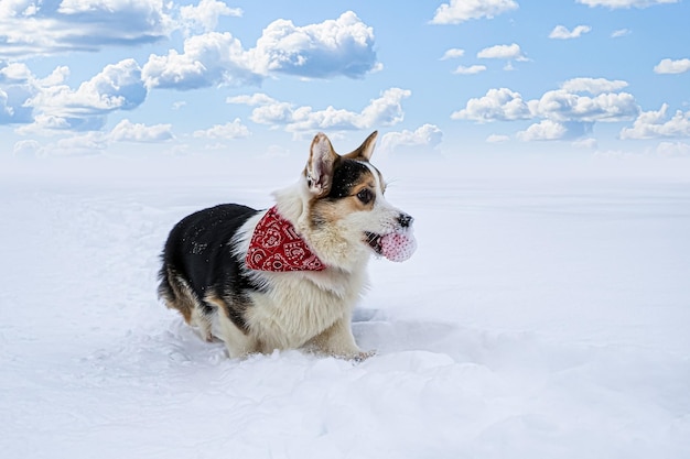 Welsh corgi Pembroke Un cane di razza pura con un giocattolo nella neve Cane che cammina