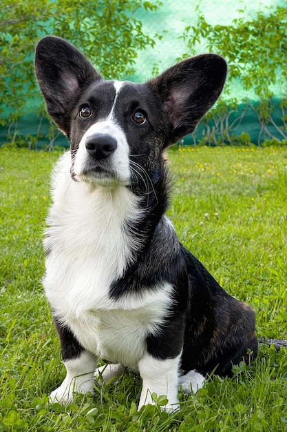 Welsh Corgi Pembroke Un cane purosangue è seduto su un prato verde Ritratto Animali domestici