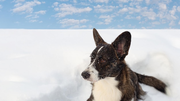 Welsh Corgi Pembroke Un cane purosangue nella neve Animali domestici Spazio per la copia