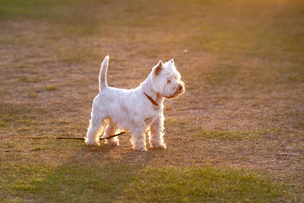 West Highland Terrier