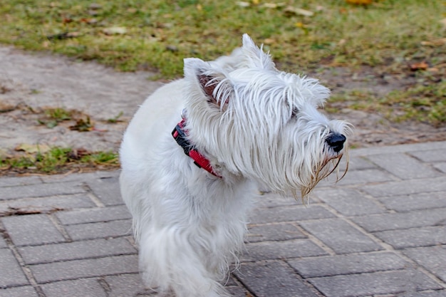 West Highland White Terrier. Cane a passeggio nel parco.