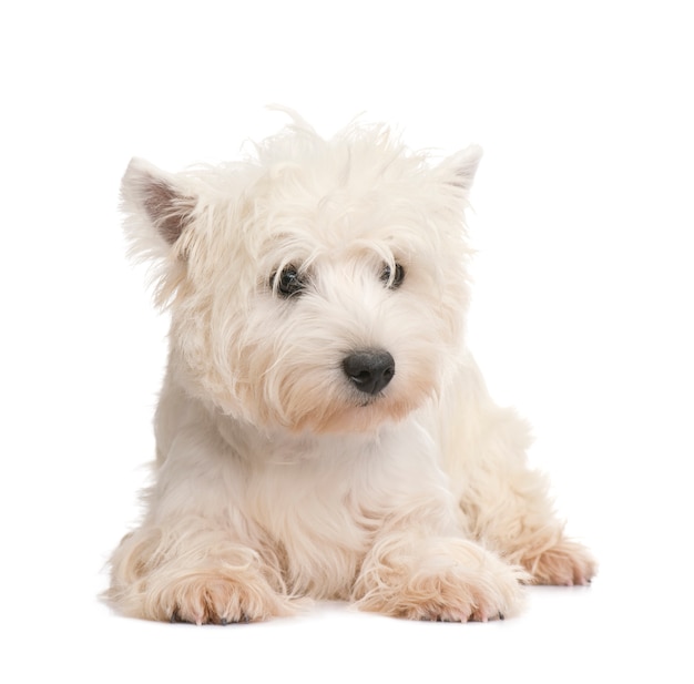 West Highland White Terrier con 8 mesi.