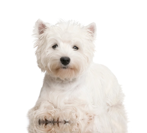 West Highland White Terrier con 8 mesi.