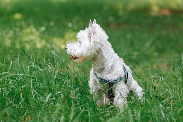 West Highland White Terrier in erba verde Il cane in una passeggiata nel parco