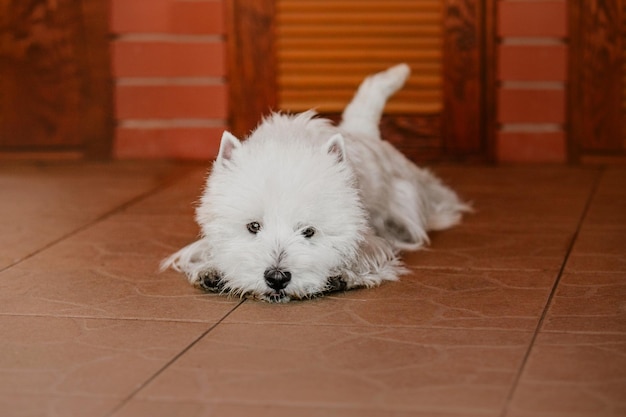 West highland white terrier in piedi davanti a un muro di mattoni