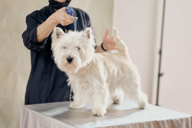 West Highland White Terrier invaso in un rack sul tavolo