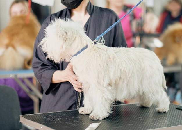 West Highland White Terrier invaso in un rack sul tavolo