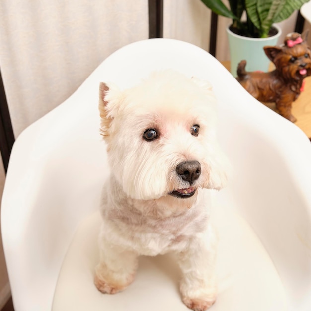 West Highland White Terrier seduto su una sedia bianca