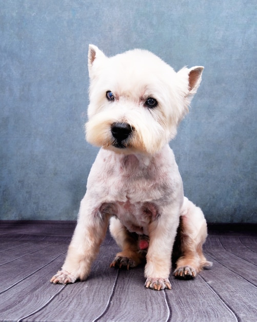 West highland white terrier si siede su uno sfondo vintage.