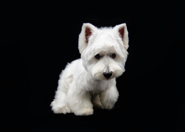 West Highland White Terrier su sfondo nero in studio.