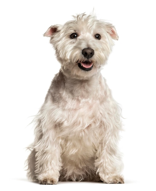 West Highland White Terrier Westie seduto contro il dorso bianco