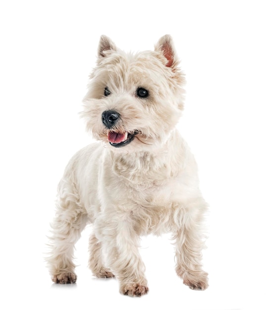 west highland white terrier