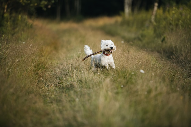 West terrier cane che corre nel campo con il bastone