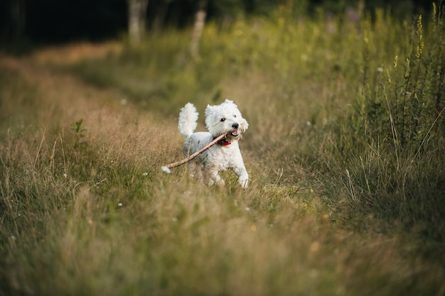 West terrier cane che corre sul percorso del campo con il bastone