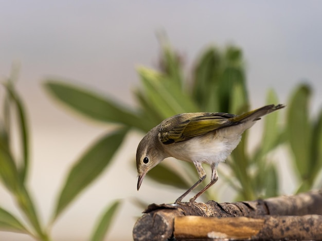 Western Bonelli's Warbler (Phylloscopus bonelli).