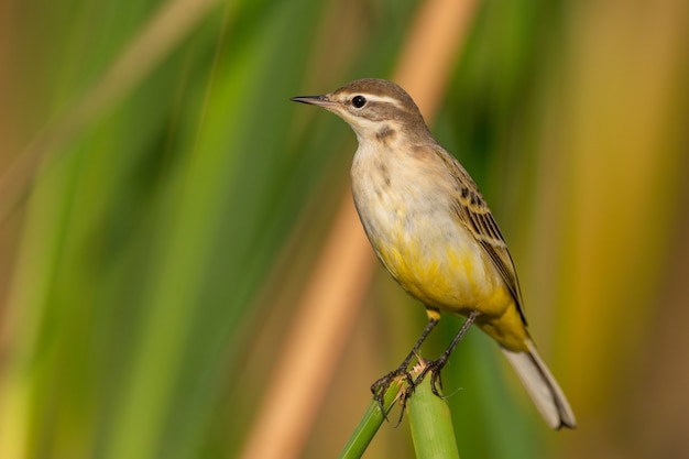 Western Yellow Wagtail-Motacilla flava, un bellissimo uccello giallo.