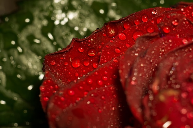 Wet Red Rose Macro