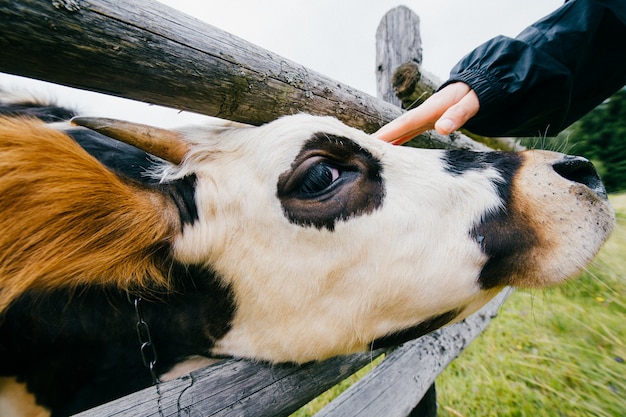 WFemale mucca coccole a natura. Ritratto grandangolare della museruola della mucca