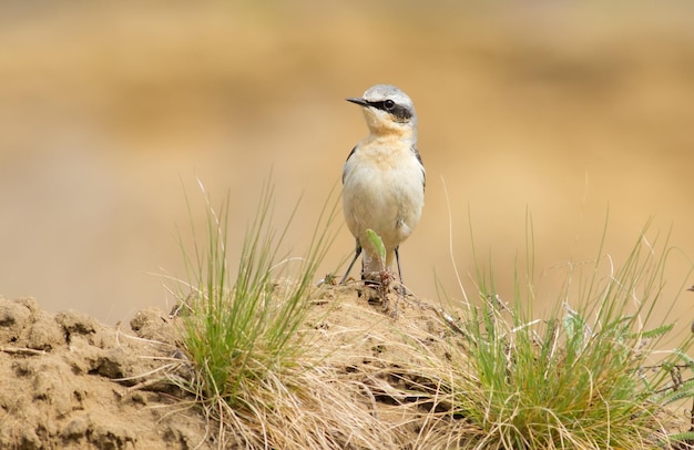 Wheatear oenanthe Un uccello si siede in una cava di sabbia su un mucchio di sabbia