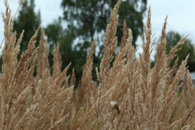 Wheatfield in una giornata ventosa