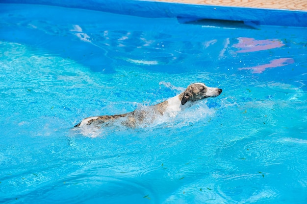 Whiippet che nuota nell'acqua