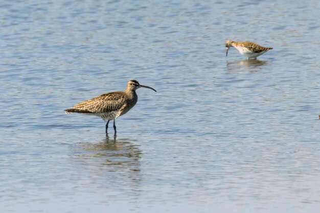 Whimbrel eurasiatico (Numenius phaeopus) Whimbrel in acqua