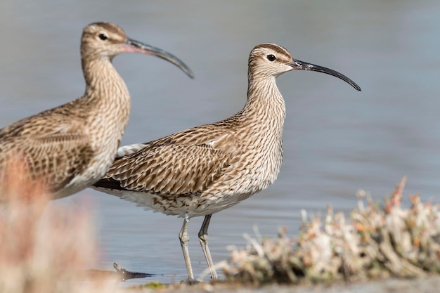 Whimbrel Numenius phaeopus Malaga Spagna