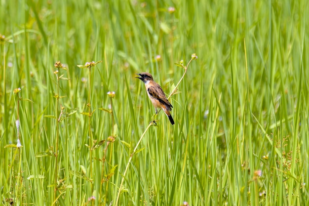 Whinchat asiatico appollaiato nelle risaie thailandesi