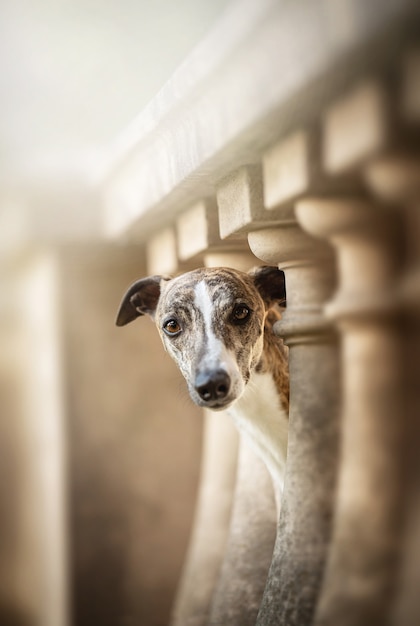 Whippet nel castello