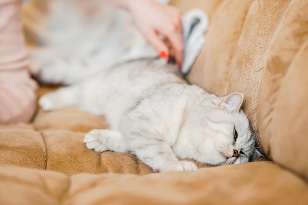 Whiskas tabby Scottish Straight gattino sdraiato sul divano e giocando con la ragazza