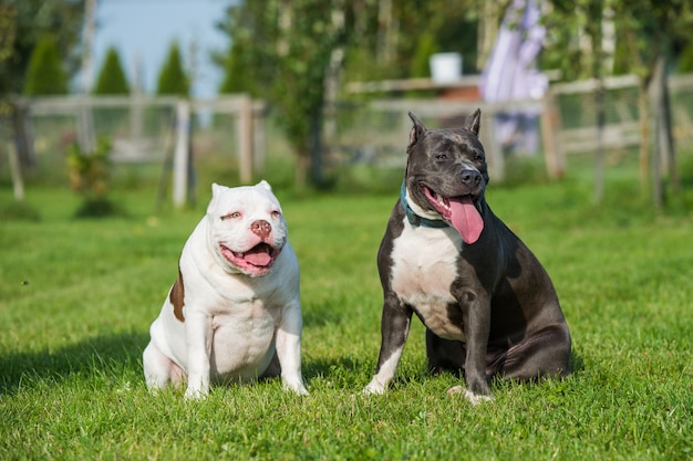 White American Bully e un American Staffordshire Terrier