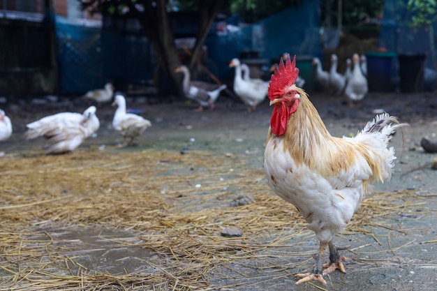 White Betong Chickken è rimasto nel giardino della fattoria in Asia dopo una giornata di pioggia