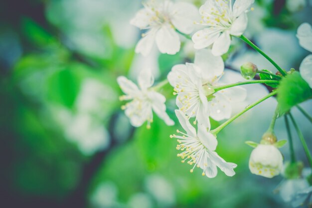 White Blossom in Spring Retro